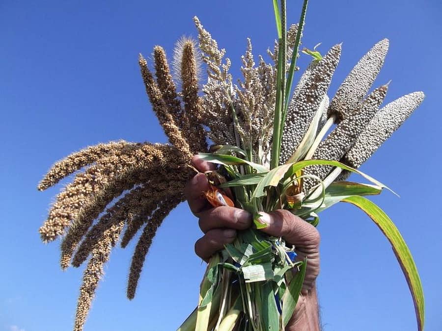 ಸಿರಿಧಾನ್ಯ (ಸಾಂದರ್ಭಿಕ ಚಿತ್ರ)