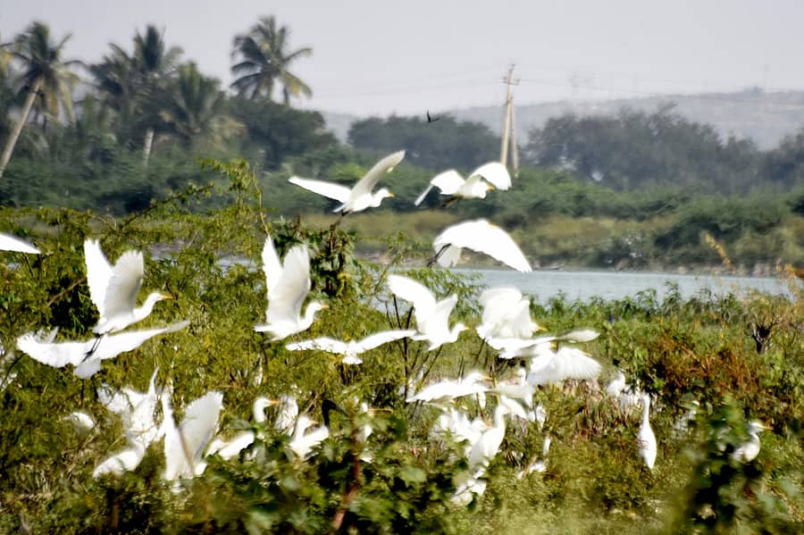 ಚಿತ್ರದುರ್ಗದ ಮಲ್ಲಾಪುರ ಕೆರೆಯಲ್ಲಿರುವ ಪಕ್ಷಿಗಳು