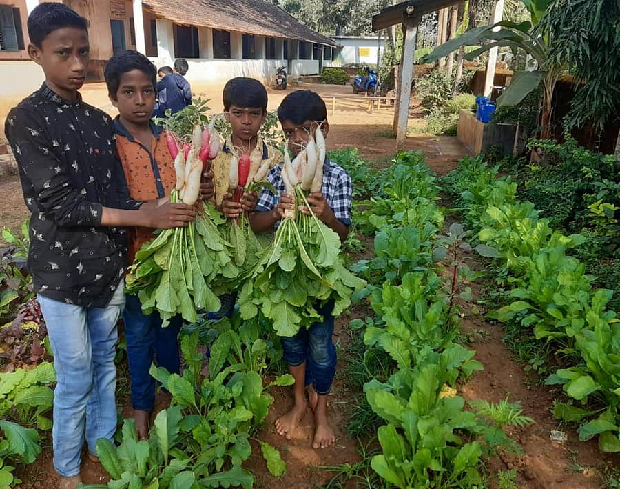 ಶಿರಸಿ ತಾಲ್ಲೂಕು ಅಜ್ಜರಣಿ ಶಾಲೆಯ ಕೈತೋಟದಲ್ಲಿ ಬೆಳೆಸಿರುವ ಮೂಲಂಗಿಯನ್ನು ಮಕ್ಕಳು ಕಿತ್ತು ತೋರಿಸಿದರು