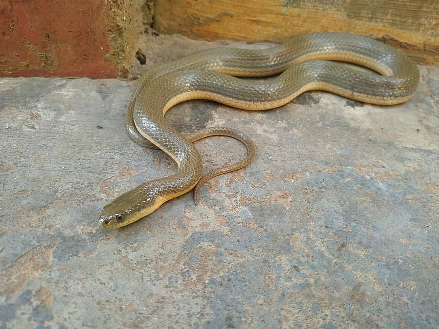 ತುಮಕೂರು ಜಯನಗರದ ಶ್ರೀ ಸಾಯಿ ಬಾಬಾ ಭಜನಾ ಮಂದಿರದ ಕಾಂಪೌಂಡ್ನಲ್ಲಿ ಸೇರಿಕೊಂಡಿದ್ದ ಆಲಿವ್ ಬೆನ್ನೆಣು (ಆಲಿವ್ ಕೀಲ್ಬ್ಯಾಕ್) ಹಾವು.