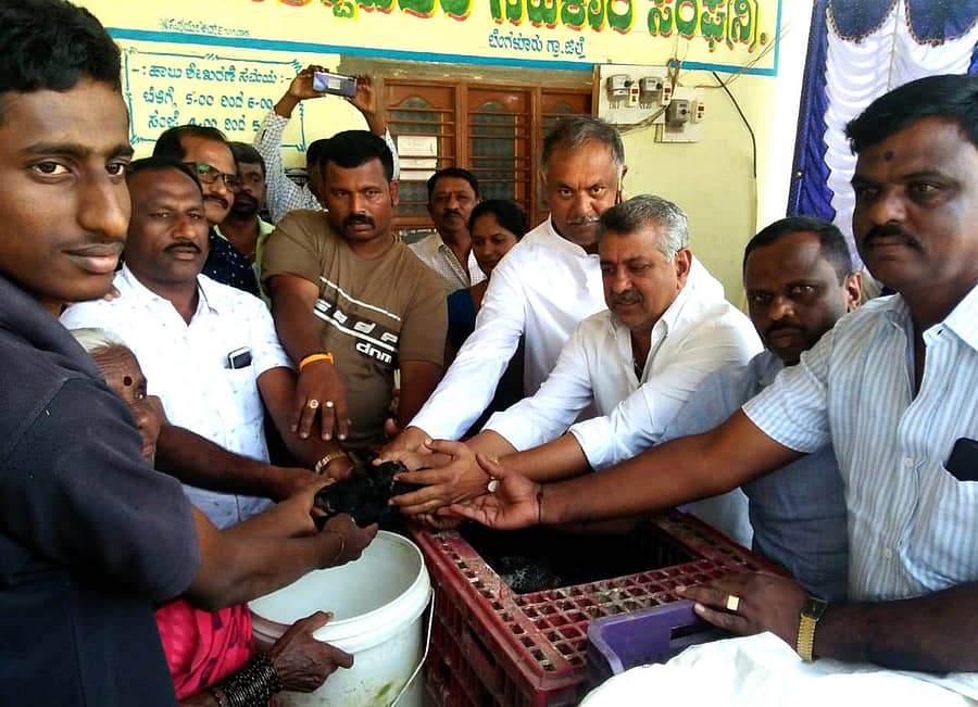 ಚನ್ನರಾಯಪಟ್ಟಣ ಹೋಬಳಿ ಗಂಗವಾರ-ಚೌಡಪ್ಪನಹಳ್ಳಿ ಡೇರಿ ಆವರಣದಲ್ಲಿ ಬಡಕುಟುಂಬಗಳಿಗೆ ನಾಟಿಕೋಳಿ ಮರಿಗಳನ್ನು ಜಿಲ್ಲಾ ಪಂಚಾಯಿತಿ ಸದಸ್ಯ ಲಕ್ಷ್ಮೀನಾರಾಯಣಪ್ಪ ವಿತರಣೆ ಮಾಡಿದರು