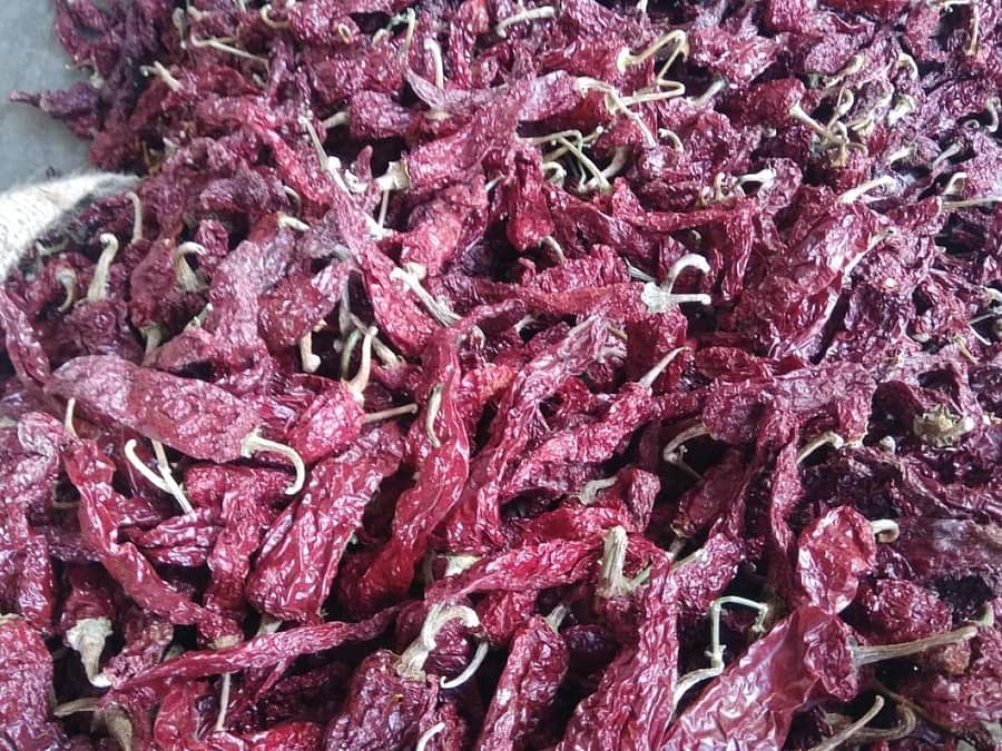 <div class="paragraphs"><p>ಬ್ಯಾಡಗಿ ಡಬ್ಬಿ ಮೆಣಸಿನಕಾಯಿ </p></div>