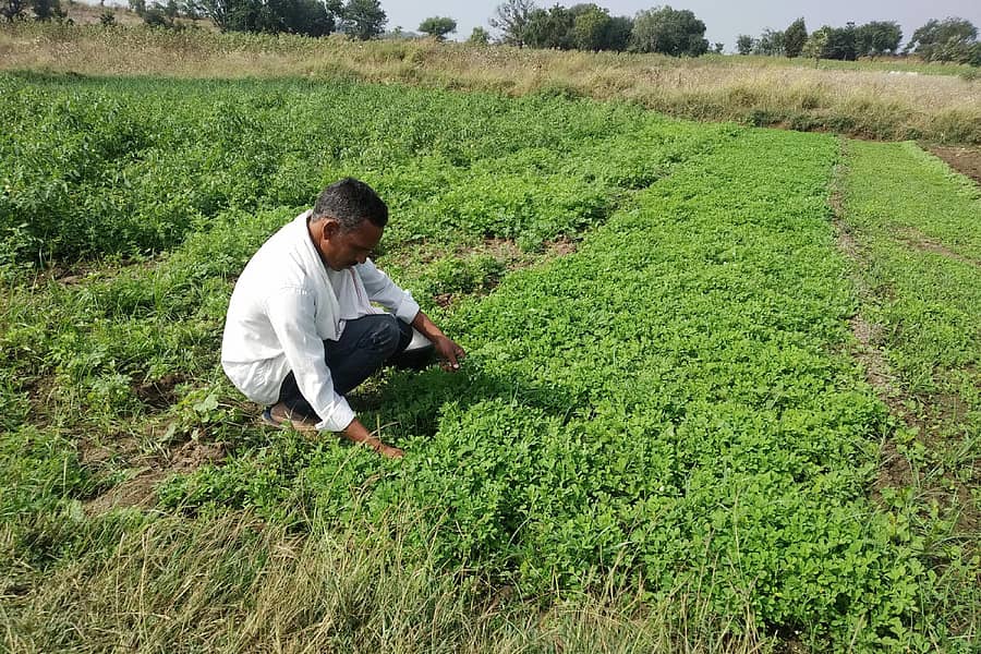 ಗುರುಮಠಕಲ್ ಹತ್ತಿರದ ಕೇಶ್ವಾರ ಗ್ರಾಮದ ರೈತ ಭಾಸ್ಕರರೆಡ್ಡಿ ಸಜ್ಜಲ್ ಅವರ ತರಕಾರಿ ತೋಟ.
