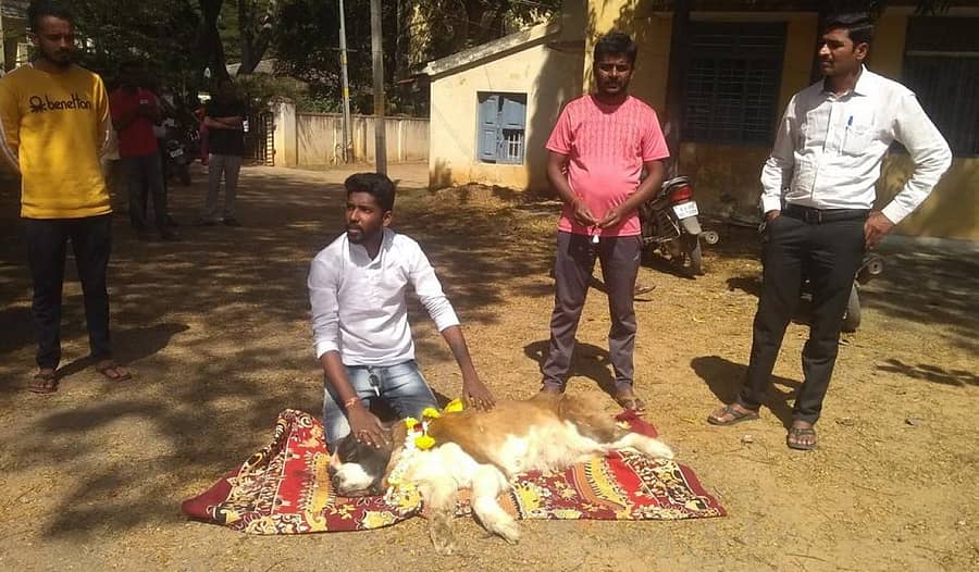 ಕೋಲಾರ ನಿವಾಸಿ ಕೋಟೇಶ್ವರ್ ಎಂಬುವರು ಜಿಲ್ಲಾ ಪಶು ಆಸ್ಪತ್ರೆ ಎದುರು ಶುಕ್ರವಾರ ಸಾಕು ನಾಯಿಯ ಕಳೇಬರವಿಟ್ಟು ಧರಣಿ ನಡೆಸಿದರು.