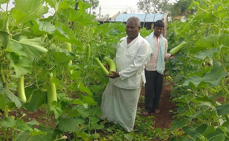ಮೂಡಲಗಿ ತಾಲ್ಲೂಕಿನ ತುಕ್ಕಾನಟ್ಟಿ ಗ್ರಾಮದ ರೈತ ಬಾಳಪ್ಪ ಬಬಲಿ ಸೋರೆಕಾಯಿ ಬೆಳೆಯೊಂದಿಗೆ ಪುತ್ರ ಸಿದ್ದಪ್ಪ ಜೊತೆ ಇದ್ದಾರೆ
