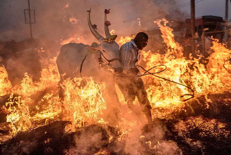 ಮೈಸೂರು–ಬೆಂಗಳೂರು ರಾಷ್ಟ್ರೀಯ ಹೆದ್ದಾರಿ ಬಳಿಯ ಸಿದ್ದಲಿಂಗನಪುರದಲ್ಲಿ ಸಂಕ್ರಾಂತಿ ಹಬ್ಬದ ದಿನದಂದು ರಾಸುಗಳ ಕಿಚ್ಚು ಹಾಯಿಸುವುದು (ಸಂಗ್ರಹ ಚಿತ್ರ)