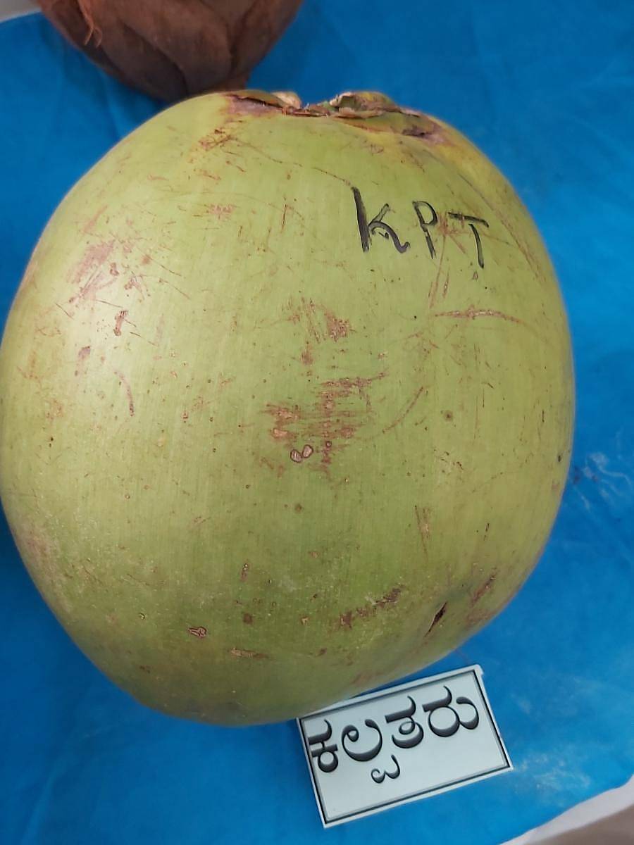 ಬಾಗಲಕೋಟೆಯ ತೋಟಗಾರಿಕೆ ವಿಜ್ಞಾನಗಳ ವಿಶ್ವವಿದ್ಯಾಲಯದ ಕ್ಷೇತ್ರೋತ್ಸವದಲ್ಲಿ ಪ್ರದರ್ಶನಕ್ಕೆ ಇಡಲಾದ ಕಲ್ಪತರು ತಳಿ ತೆಂಗಿನಕಾಯಿ