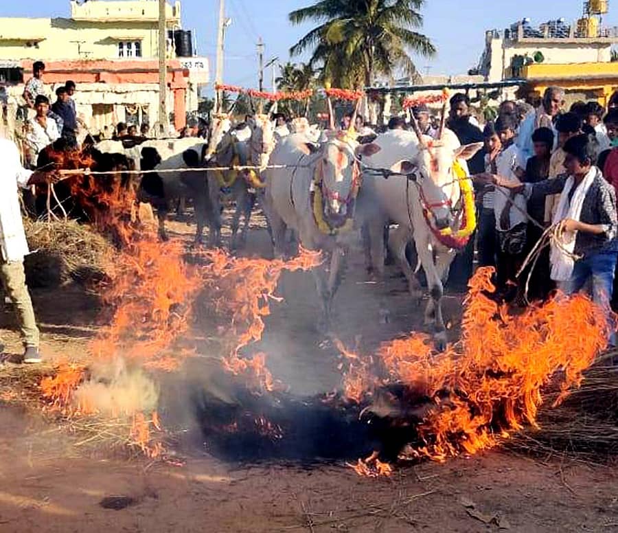 ವಿಜಯಪುರದ ಬಯಲುಬಸವೇಶ್ವರ ದೇವಾಲಯದ ಸಮೀಪದಲ್ಲಿ ಎತ್ತುಗಳನ್ನು ಕಿಚ್ಚಿನಲ್ಲಿ ಹಾಯಿಸುತ್ತಿರುವುದು