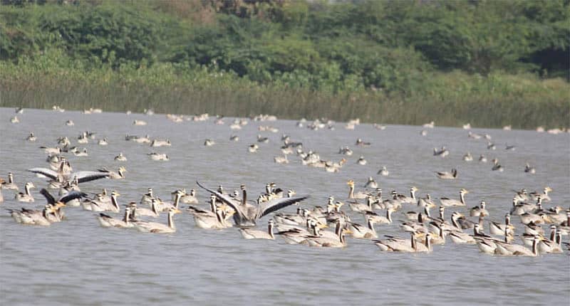 ಲಕ್ಷ್ಮೇಶ್ವರ ಸಮೀಪದ ಶೆಟ್ಟಿಕೇರಿ ಕೆರೆಯಲ್ಲಿ ಬೀಡು ಬಿಟ್ಟಿರುವ ವಿದೇಶಿ ಬಾನಾಡಿಗಳ ಹಿಂಡು