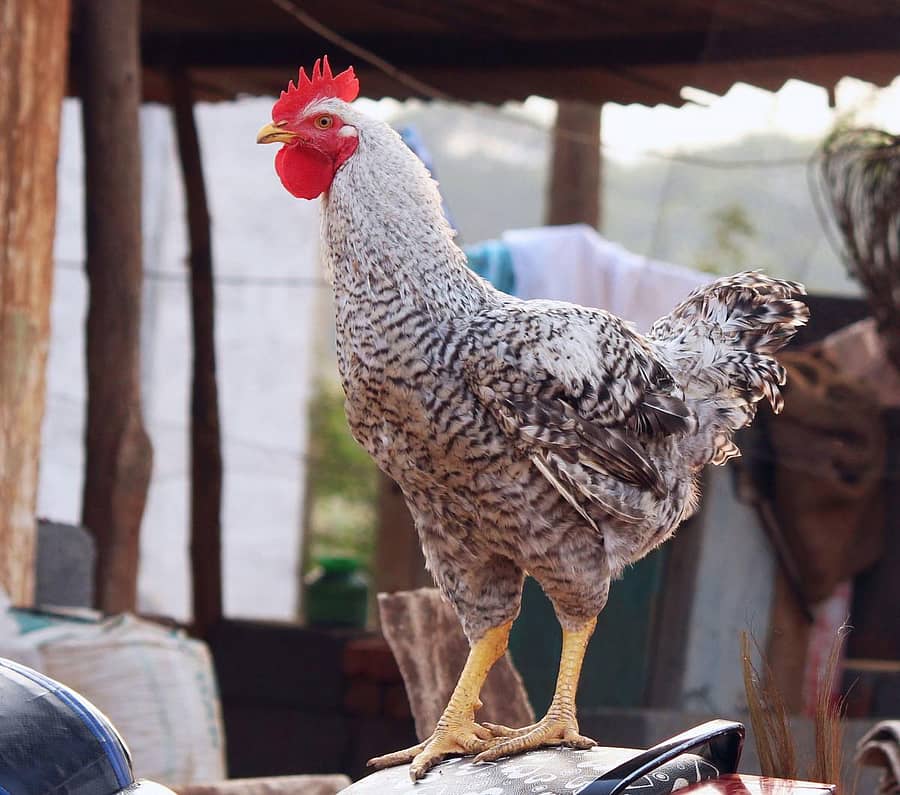 ನಾಟಿಕೋಳಿ