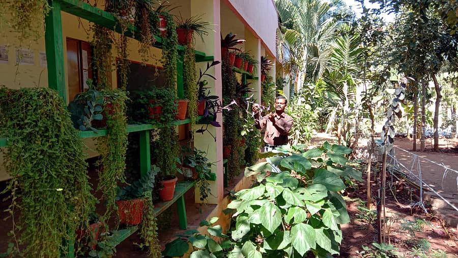 ಚನ್ನಪಟ್ಟಣ ತಾಲ್ಲೂಕಿನ ಇಗ್ಗಲೂರು ಸರ್ಕಾರಿ ಪ್ರೌಢಶಾಲೆಯಲ್ಲಿ ಶಿಕ್ಷಕ ಚಂದ್ರಶೇಖರ್ ಅವರು ನಿರ್ಮಿಸಿರುವ ಕೈತೋಟ