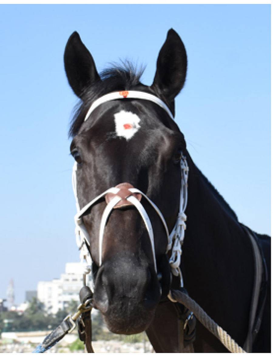 ವಾರ್ ಹ್ಯಾಮರ್ ಅಲೆಕ್ಸಾಂಡರ್ ಬರ್ನ್ಸ್‌ ಹಿಯರ್ ಆ್ಯಂಡ್ ನೌ ಮೈಟಿ ರೆಡ್‌