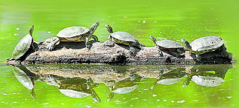 ಕೆಂಪು ಕಿವಿಯ ಆಮೆ