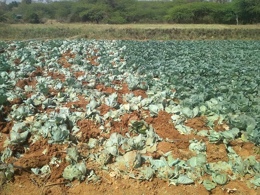 ಬಂಗಾರಪೇಟೆ ತಾಲ್ಲೂಕಿನ ಪಚ್ಚಾರ್ಲಹಳ್ಳಿ ಬಳಿ ಆನೆಗಳು ಗಡ್ಡೆ ಕೋಸಿನ ತೋಟ ನಾಶ ಪಡಿಸಿರುವುದು (ಎಡಚಿತ್ರ) ಪಚ್ಚಾರ್ಲಹಳ್ಳಿಯ ಇನ್ನೊಂಡು ಕಡೆ ಆನೆಗಳು ನಾಶ ಮಾಡಿರುವ ಟೊಮೆಟೊ ಬೆಳೆ