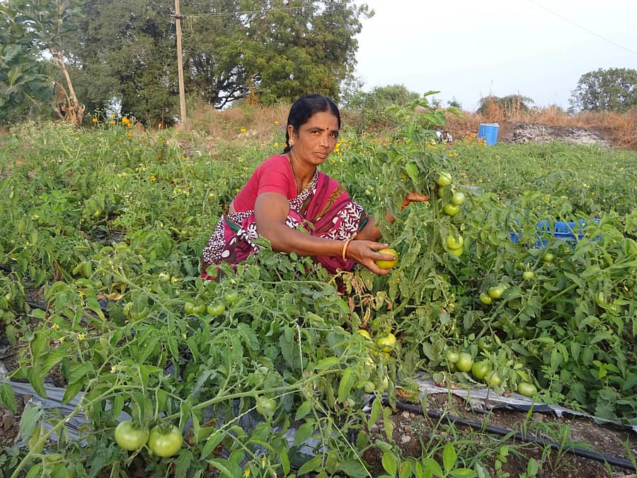 ರೈತ ಮಹಿಳೆ ಸಾಂದರ್ಭಿಕ ಚಿತ್ರ