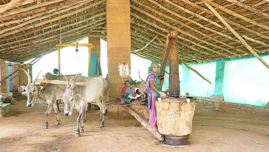 ಎತ್ತಿನ ಗಾಣದ ಮೂಲಕ ಎಣ್ಣೆ ಕಾಳು ಪುಡಿ ಮಾಡುತ್ತಿರುವ ಮಹಿಳೆಯರು