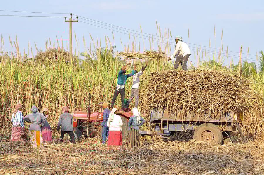 ಕಬ್ಬು ಕಟಾವು ಮಾಡಿದ ನಂತರ, ಟ್ರಾಕ್ಟರ್‌ಗೆ ತುಂಬುತ್ತಿರುವುದು – ಪ್ರಜಾವಾಣಿ ಚಿತ್ರ: ನಾಗೇಶ ಬಾರ್ಕಿ