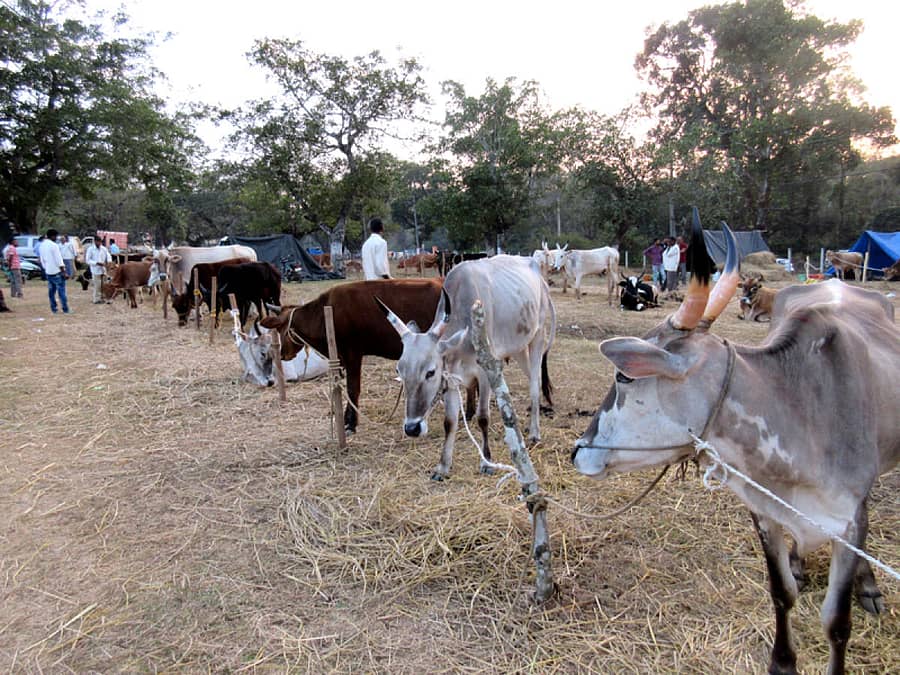 ಶನಿವಾರಸಂತೆ ಬಳಿ ಗುಡುಗಳಲೆ ಜಯದೇವ ಜಾನುವಾರುಗಳ ಜಾತ್ರಾಮಹೋತ್ಸವದಲ್ಲಿ ಪ್ರದರ್ಶನ ಹಾಗೂ ಮಾರಾಟಕ್ಕೆ ಬಂದಿದ್ದ ರಾಸುಗಳು