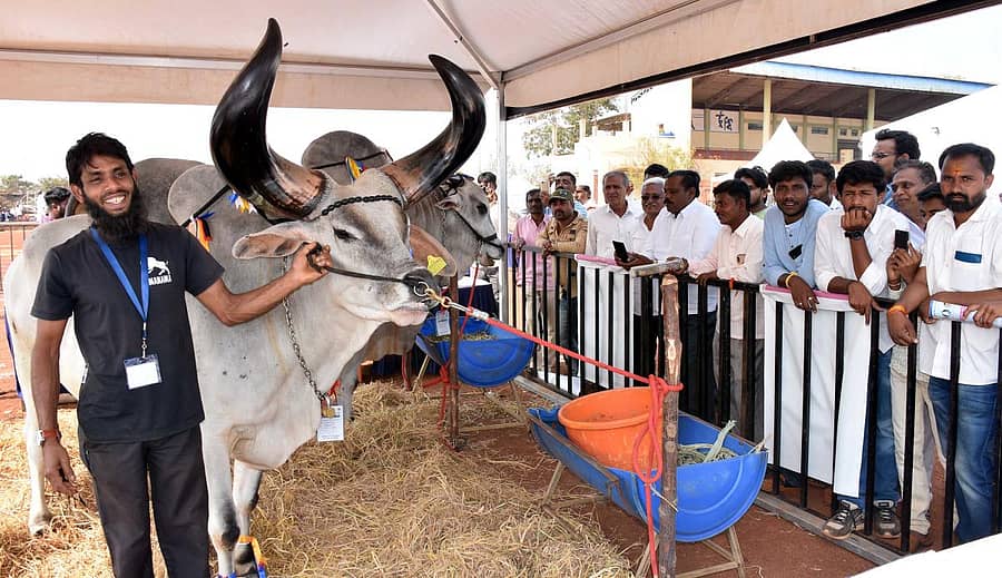 ಬೀದರ್ ತಾಲ್ಲೂಕಿನ ಕಮಠಾಣ ಸಮೀಪದ ಪಶು ವೈದ್ಯಕೀಯ ವಿಶ್ವವಿದ್ಯಾಲಯದ ಆವರಣದಲ್ಲಿ ಶುಕ್ರವಾರ ಅರಂಭವಾದ ಪಶುಮೇಳದಲ್ಲಿ ಗಮನ ಸೆಳೆದ ಕಾಂಕ್ರೇಜ್ ತಳಿಯ ಎತ್ತು