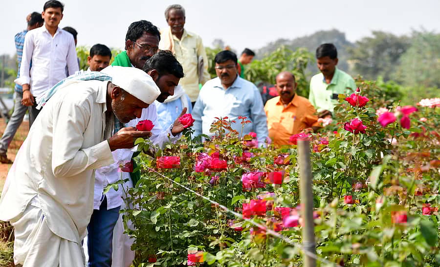 ಪ್ರದರ್ಶನ ತಾಕಿನಲ್ಲಿರುವ ಅರ್ಕಾ ಗುಲಾಬಿ ತಳಿಯ ಹೂವಿನ ಪರಿಮಳ ಆಸ್ವಾದಿಸಿದ ರೈತ –ಪ್ರಜಾವಾಣಿ ಚಿತ್ರ/ಕೃಷ್ಣಕುಮಾರ್ ಪಿ.ಎಸ್.