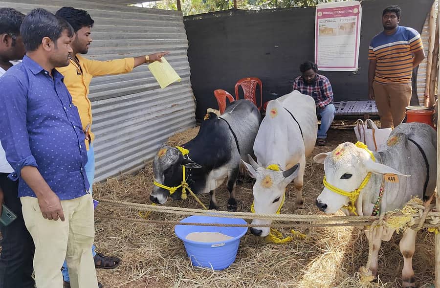ರಾಜ್ಯಮಟ್ಟದ ಪಶು ಮೇಳದಲ್ಲಿ ಪ್ರದರ್ಶನಕ್ಕೆ ಇರುವ ಹೈದರಾಬಾದ್ನ ಕೋಟೇಶ್ವರರಾವ್ ಅವರ ಪುಂಗನೂರು ಆಕಳು ಹಾಗೂ ಹೋರಿಗಳು