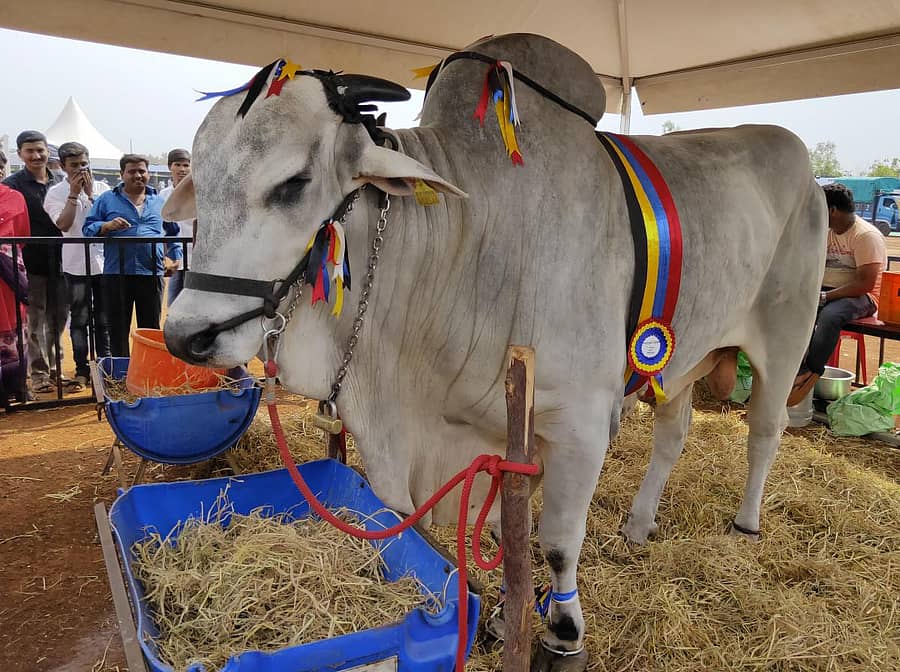 ಬೀದರ್ ತಾಲ್ಲೂಕಿನ ಕಮಠಾಣ ಬಳಿಯ ಕರ್ನಾಟಕ ಪಶು ವೈದ್ಯಕೀಯ ವಿಶ್ವವಿದ್ಯಾಲಯದ ಆವರಣದಲ್ಲಿ ನಡೆಯುತ್ತಿರುವ ರಾಜ್ಯ ಮಟ್ಟದ ಪಶು ಮೇಳದಲ್ಲಿ ರೈತರ ಆಕರ್ಷಣೆಯ ಕೇಂದ್ರವಾಗಿರುವ ‘ಸುಲ್ತಾನ್’ ಹೆಸರಿನ ಒಂಗೋಲ್ ಹೋರಿ