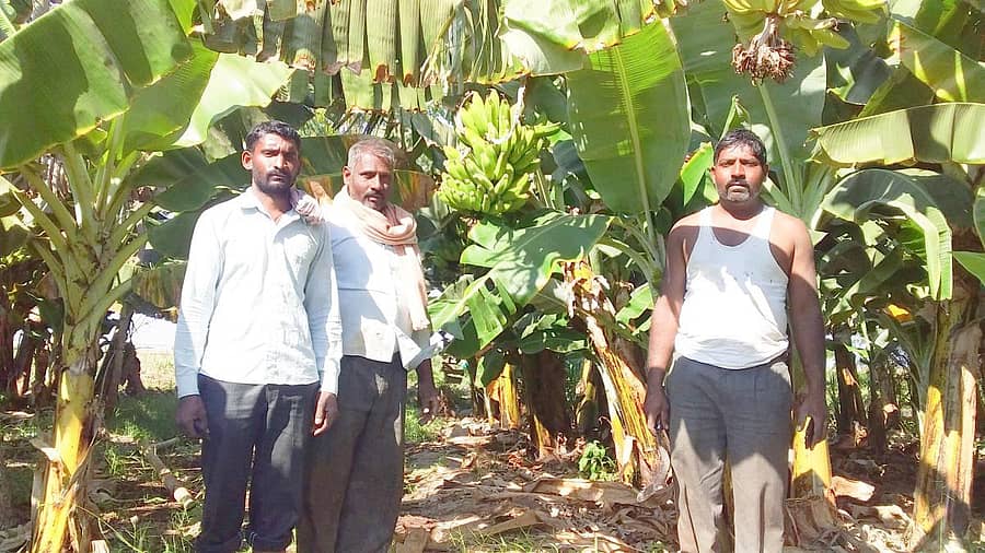 ಬಾಳೆ ಗಿಡದಲ್ಲಿ ಬ್ಯಾಳಗೌಡರ ಸಹೋದರರು