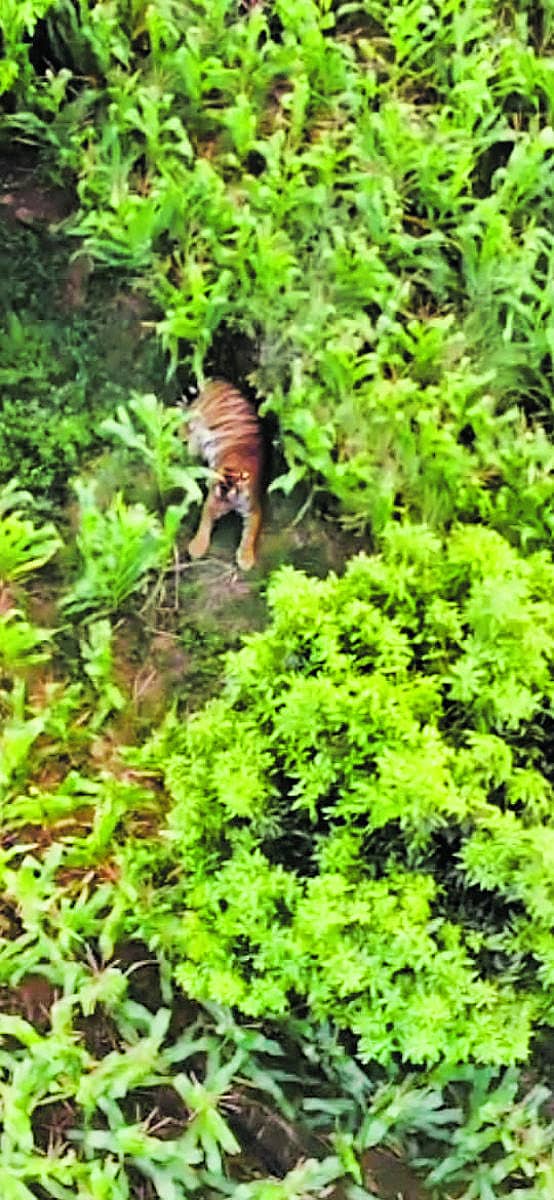 ತಾಲ್ಲೂಕಿನ  ಬೆಂಡಲಗಟ್ಟಿ ಗ್ರಾಮದ  ಹತ್ತಿರ ಇರುವ ಹೊಲವೊಂದರಲ್ಲಿ ಕಾಣಿಸಿಕೊಂಡ ಹುಲಿ