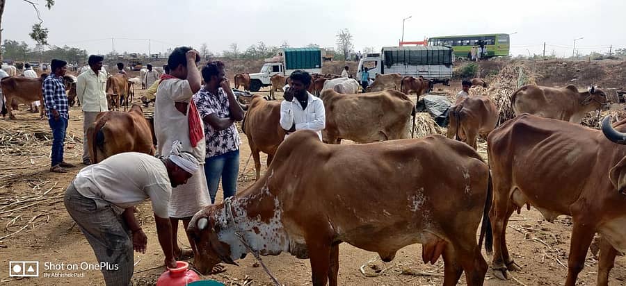 ಬಾಗಲಕೋಟೆ ಸಮೀಪದ ಕೇಸನೂರು ಮಾರುಕಟ್ಟೆ ಪ್ರಾಂಗಣದಲ್ಲಿ ನಡೆಯುತ್ತಿರುವ ಜಾನುವಾರು ಜಾತ್ರೆಯಲ್ಲಿ ಗೀರ್ ತಳಿಗಳು