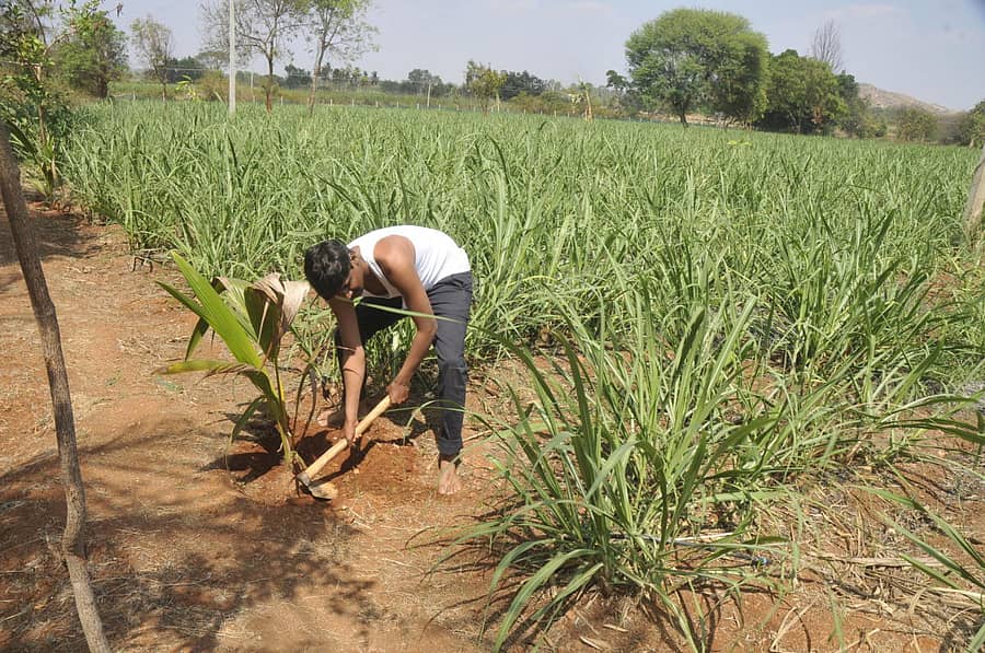 ರೈತ ರಾಜೇಶ್ ಕೃಷಿ ಚಟುವಟಿಕೆಯಲ್ಲಿ ತೊಡಗಿರುವುದು