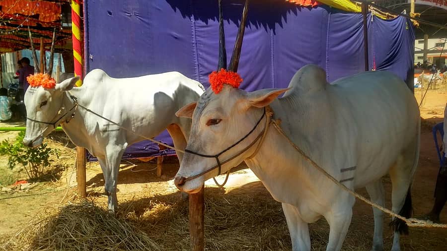 ಹಾಸನದ ಚಿಕ್ಕೇಗೌಡರ ₹ 2.65 ಲಕ್ಷ ಬೆಲೆಯ ಹಳ್ಳಿಕಾರ್‌ ಹೋರಿಗಳು