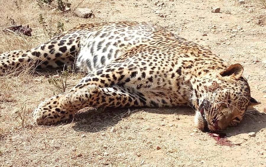 ರಟ್ಟೀಹಳ್ಳಿ ತಾಲ್ಲೂಕಿನ ಕಡೂರ ಗ್ರಾಮದ ತುಂಗಾ ಮೇಲ್ದಂಡೆ ಮುಖ್ಯ ಕಾಲುವೆ ಬಳಿ ಗಂಡು ಚಿರತೆ ಶವ ಪತ್ತೆಯಾಗಿದೆ