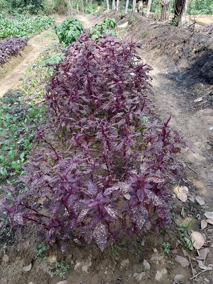 ಹರಿವೆ ಸೊಪ್ಪಿನ ಗಿಡಗಳು ಎಲೆಚುಕ್ಕಿ ರೋಗಕ್ಕೆ ತುತ್ತಾಗಿರುವುದು