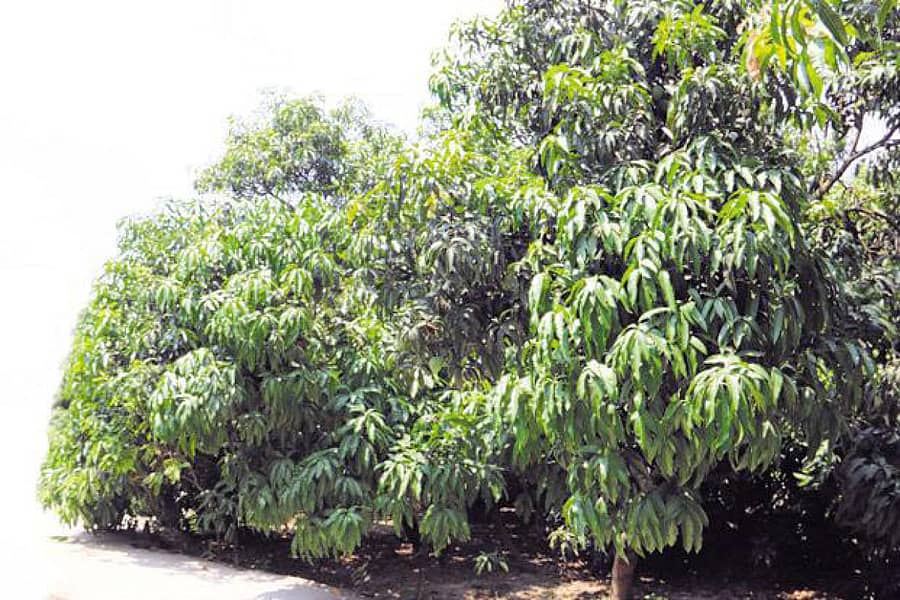 ಅಳ್ನಾವರ ತಾಲ್ಲೂಕಿನಲ್ಲಿ ಚಿಗುರೊಡೆದು ನಳನಳಿಸುತ್ತಿರುವ ಮಾವಿನ ತೋಟದಲ್ಲಿ ಕಾಣದ ಹೂವು