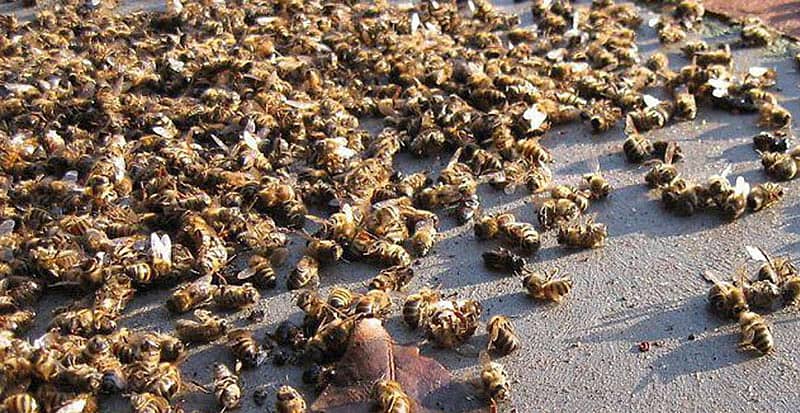 ಮಲೆನಾಡಿನಲ್ಲಿ ರಾಸಾಯನಿಕ ಕೀಟನಾಶಕ್ಕೆ ಬಲಿಯಾದ ಜೇನು ನೊಣಗಳು