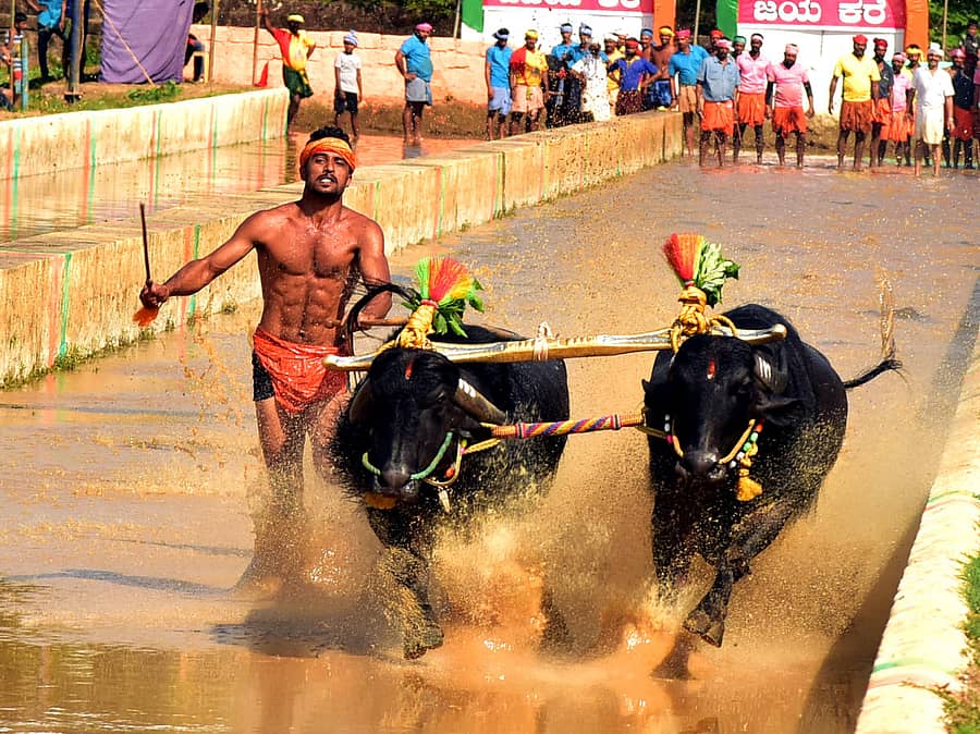 ಕಂಬಳದ ಕೋಣಗಳು– ಪ್ರಜಾವಾಣಿ ಚಿತ್ರ: ಗೋವಿಂದರಾಜ ಜವಳಿ