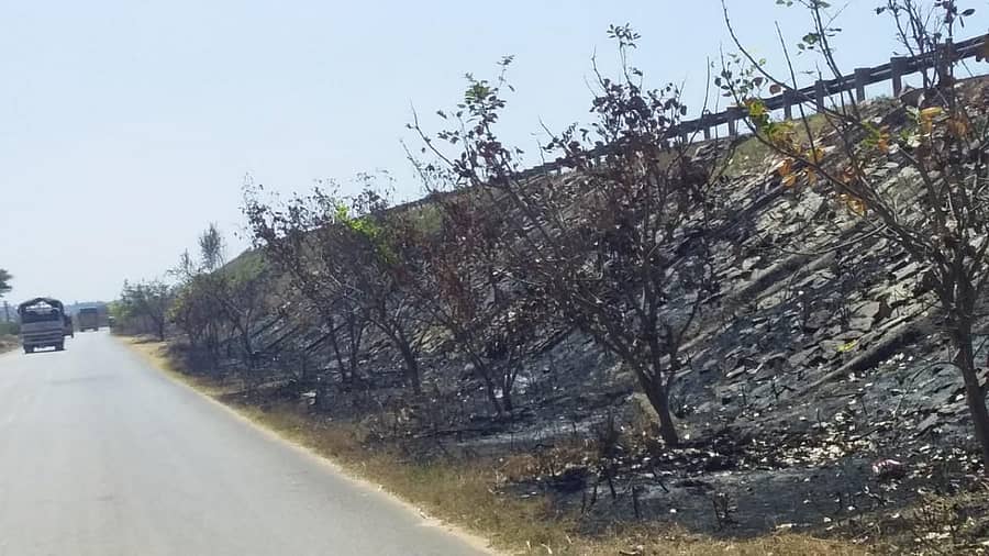 ಮಂಚನಬಲೆಯಿಂದ ಶಿಡ್ಲಘಟ್ಟ ರಸ್ತೆ ಸಂಪರ್ಕಿಸುವ ಸರ್ವೀಸ್ ರಸ್ತೆಯಲ್ಲಿ ಬೆಂಕಿಗೆ ಆಹುತಿಯಾದ ಗಿಡಗಳು