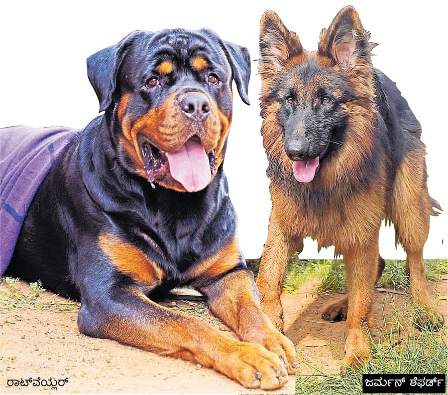 (ಪ್ರಾತಿನಿಧಿಕ ಚಿತ್ರ)