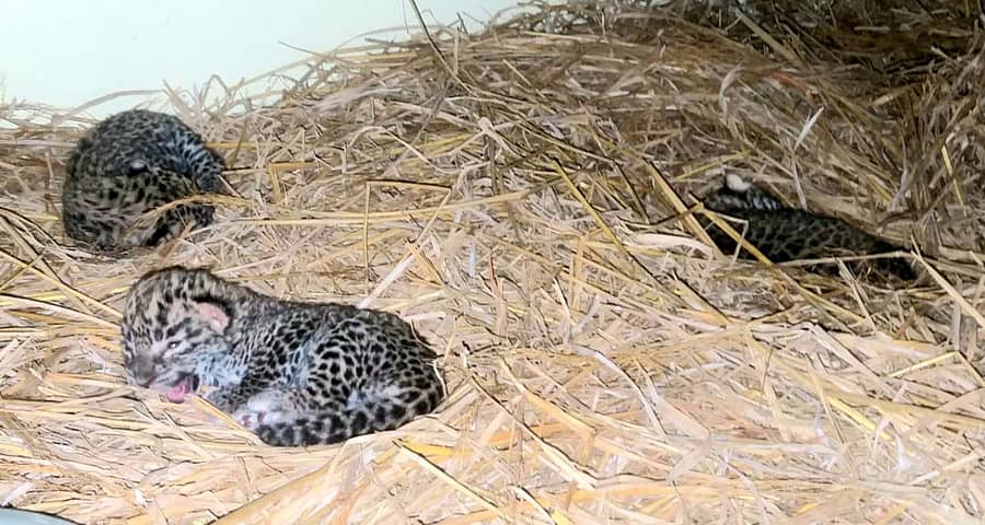 ತಿ.ನರಸೀಪುರ ತಾಲ್ಲೂಕಿನ ತುಂಬಲ ಗ್ರಾಮದ ಜಮೀನಿನಲ್ಲಿ ಪತ್ತೆಯಾಗಿರುವ ಚಿರತೆ ಮರಿಗಳು