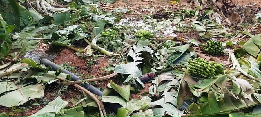 ಆನೆ ದಾಳಿಯಿಂದ ನಾಶವಾದ ಬಾಳೆ ತೋಟ