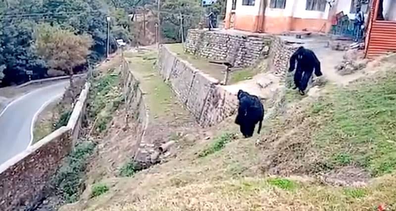 ಕರಡಿ ವೇಷದಲ್ಲಿ ಐಟಿಬಿಪಿ ಸಿಬ್ಬಂದಿ 