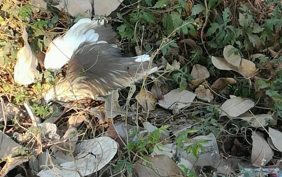 ಹೆಬ್ಬಾಳದಲ್ಲಿ ಸತ್ತುಬಿದ್ದಿದ್ದ ಕೊಕ್ಕರೆ
