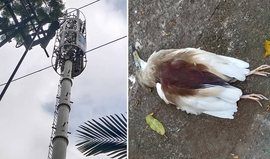 ಟೆಲಿಕಾಂ ಬಡಾವಣೆಯ ಉದ್ಯಾನದ ಬಳಿಯ ಮೊಬೈಲ್‌ ಗೋಪುರ ಹಾಗೂ ಅದರ ಬಳಿ ಸತ್ತು ಬಿದ್ದಿರುವ ಕೊಕ್ಕರೆ