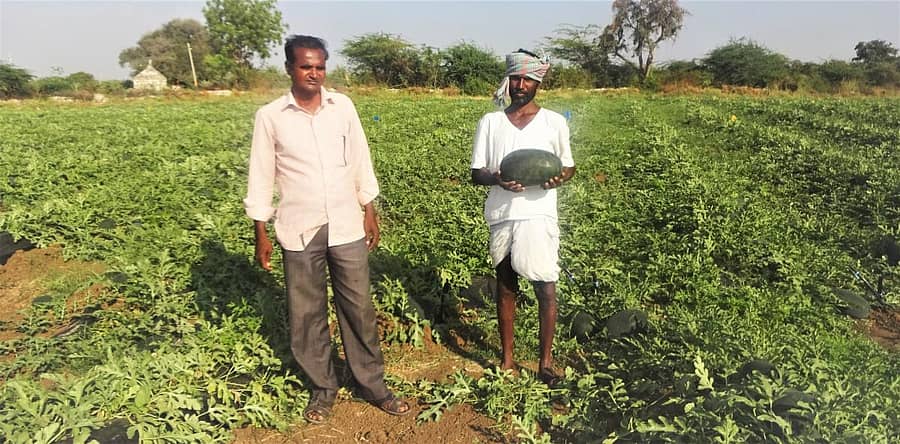 ವಾಡಿ ಸಮೀಪದ ಕಮರವಾಡಿ ರೈತ ದೇವಿಂದ್ರಪ್ಪಗೌಡ (ಎಡದಿಂದ ಮೊದಲನೇಯವರು) ಜಮೀನಿನಲ್ಲಿ ಬೆಳೆದಿರುವ ಕಲ್ಲಂಗಡಿ ಬೆಳೆ