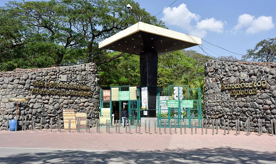 ಮೈಸೂರಿನ ಚಾಮರಾಜೇಂದ್ರ ಮೃಗಾಲಯಕ್ಕೆ ಬುಧವಾರ ಪ್ರವಾಸಿಗರು ಕಡಿಮೆ ಸಂಖ್ಯೆಯಲ್ಲಿ ಭೇಟಿ ನೀಡಿದ್ದರು. ಇದರಿಂದ ಬಿಕೊ ಎನ್ನುವಂತ ವಾತಾವರಣ ಸೃಷ್ಟಿಯಾಗಿತ್ತು ಚಿತ್ರ–ಬಿ.ಆರ್.ಸವಿತಾ