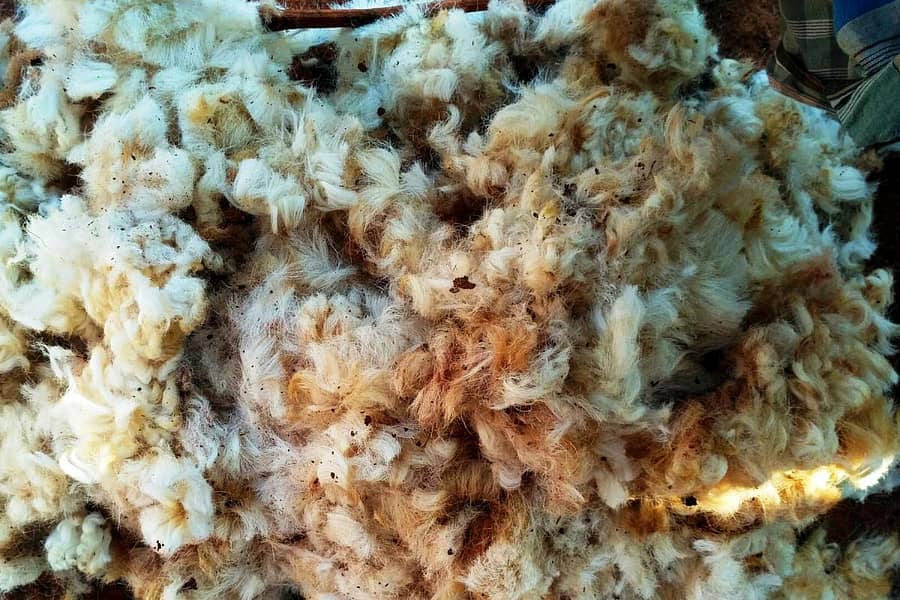 ಬೆಲೆ ಕುಸಿತದಿಂದ ನಿರ್ಲಕ್ಷಿಸಲ್ಪಟ್ಟಿರುವ ತುಪ್ಪಟ.