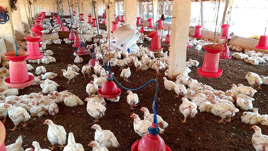 ವಿಜಯಪುರದ ಕೋಳಿ ಫಾರಂ