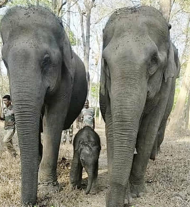ಗೋಣಿಕೊಪ್ಪಲು ಬಳಿಯ ಮತ್ತಿಗೋಡು ಸಾಕಾನೆ ಶಿಬಿರದಲ್ಲಿ ವರಲಕ್ಷ್ಮಿ ಆನೆ ಹೆಣ್ಣು ಮರಿಗೆ ಜನ್ಮ ನೀಡಿದೆ