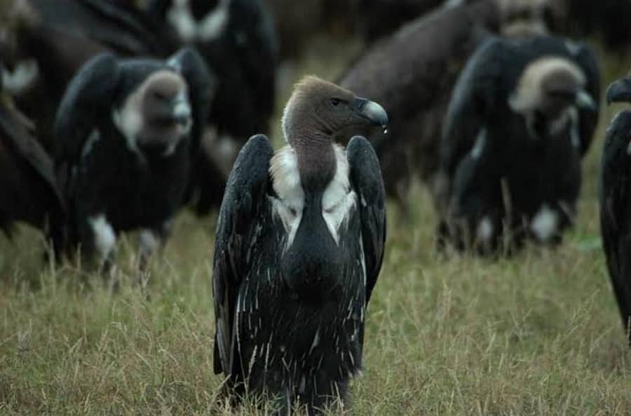 ರಣಹದ್ದು