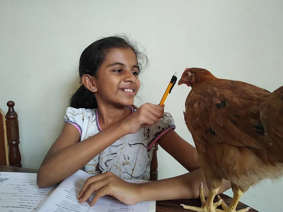 ಕೋಳಿ ಜತೆ ಆಟ